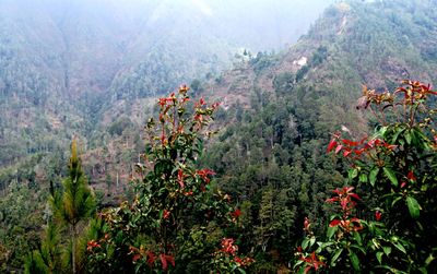 Plants and trees in forest
