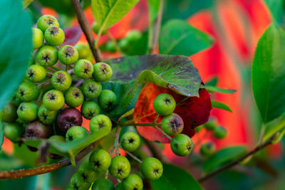 Close-up of berries on plant