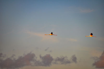 Low angle view of birds flying in sky