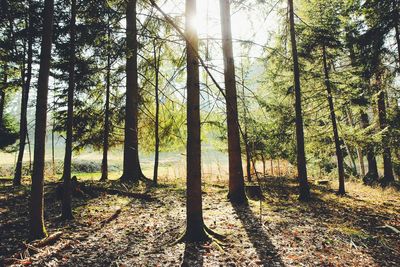 Trees in forest