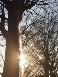 Sun shining through trees