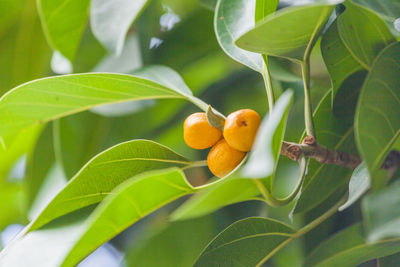 Close-up of yellow berries growing on tree