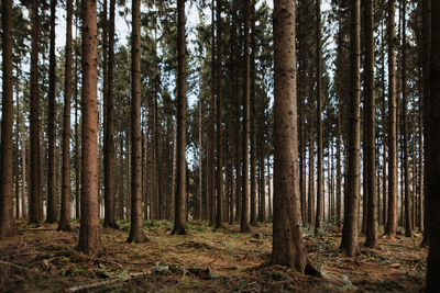 Trees in forest