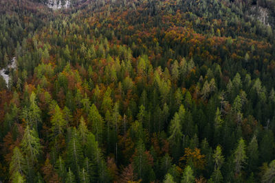 High angle view of pine trees in forest during autumn in triglav national park slovenia 