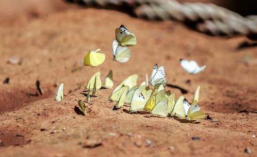 Close-up of butterflies on field