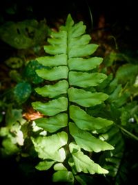 High angle view of fresh green leaf