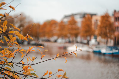 Plant by river against buildings during autumn