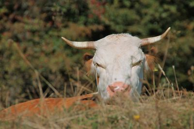 Close-up of cow on field