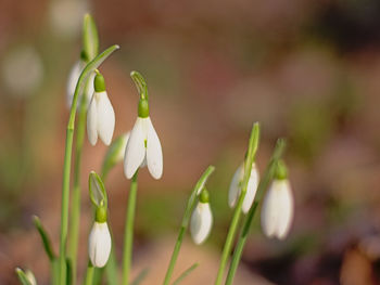 Close-up of white flowering plants