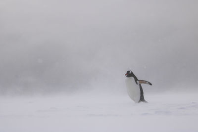 Swan on snow against sky