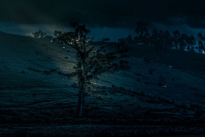 Trees on the sea at night