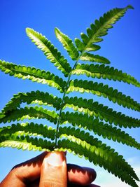 Close-up of hand holding leaves