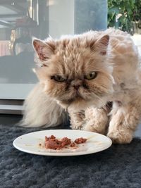 Close-up of cat sitting on table