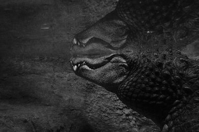 Alligator swimming underwater