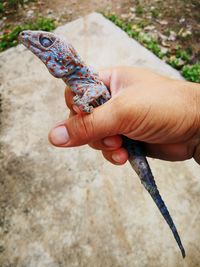 Cropped hand of person holding lizard