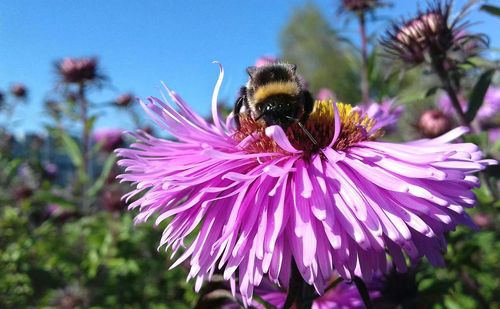 Close-up of bee on purple coneflower blooming outdoors