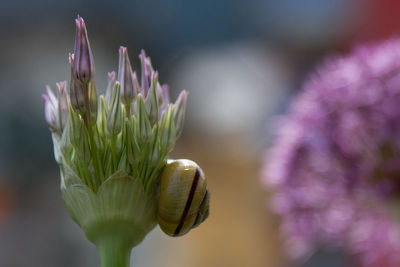 Close-up of purple flowers