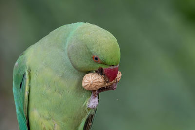 Close-up of parrot perching on leaf