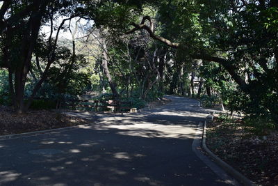 Road passing through forest