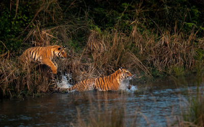 Full length of a cat drinking water