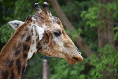 Close-up of a giraffe head on field
