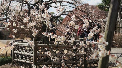 Close-up of cherry blossoms on sunny day