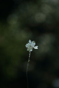 Close-up of white flowering plant