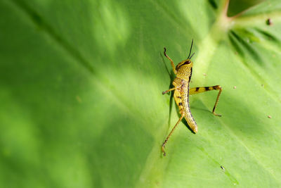Close-up of insect on leaf