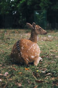 Close-up of deer on field