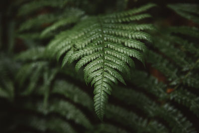 Close-up of fern leaves