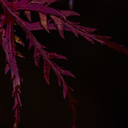 Close-up of red maple leaves