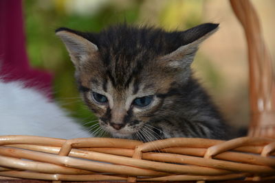 Close-up of kitten in wicker basket