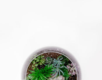 Directly above shot of plants against white background