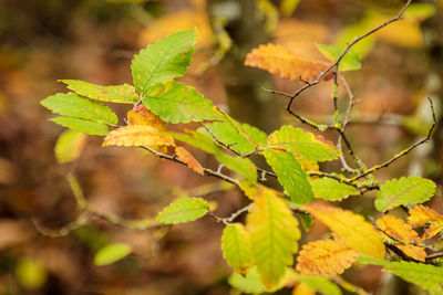 Close-up of leaves on plant during autumn