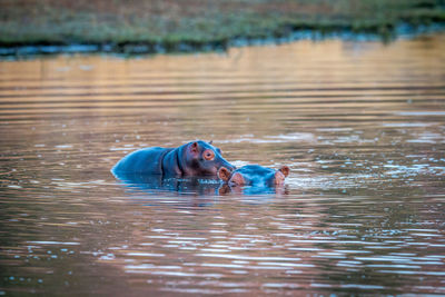 Young woman swimming in lake