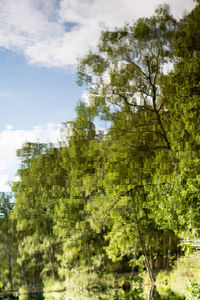 Reflection of trees in water