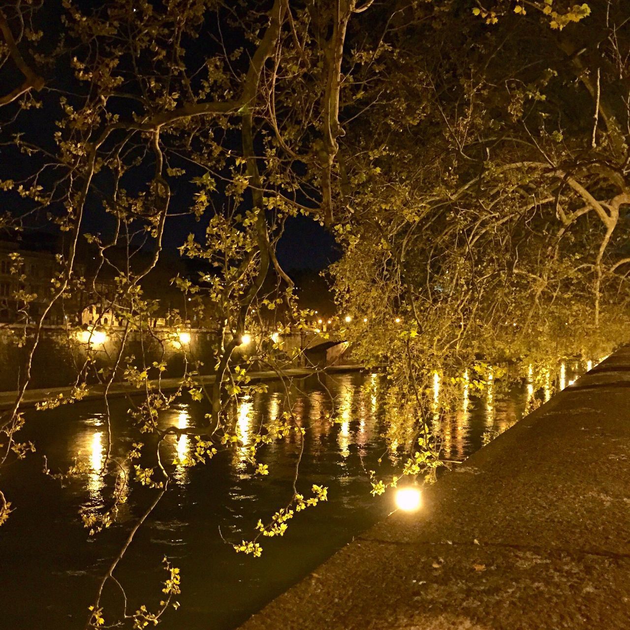 REFLECTION OF TREES IN LAKE AT NIGHT