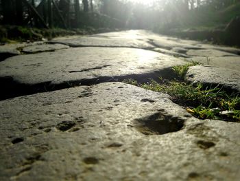 Close-up of sand against trees