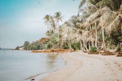 Scenic view of palm trees on beach against sky