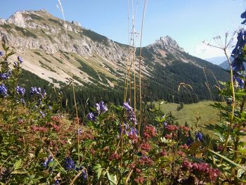 Scenic view of flowering plants on field against sky