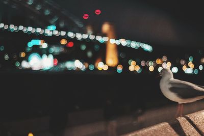 Defocused image of illuminated birds in city at night