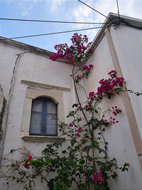 Low angle view of pink flowering plant by building against sky