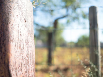 Close-up of tree trunk