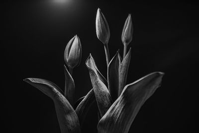 Close-up of flowering plant against black background