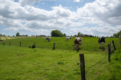 View of sheep on field against sky