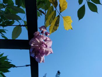 Low angle view of bougainvillea blooming against blue sky