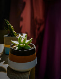 Close-up of succulent plant on table
