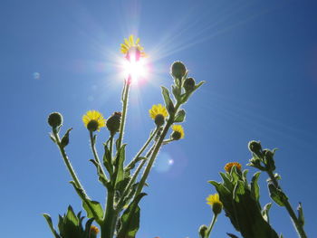 Low angle view of flowering plants against blue sky on sunny day