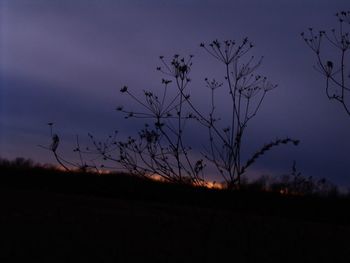 Silhouette plants on field against sky at sunset