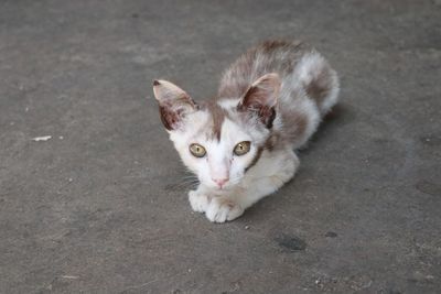 High angle portrait of cat on street